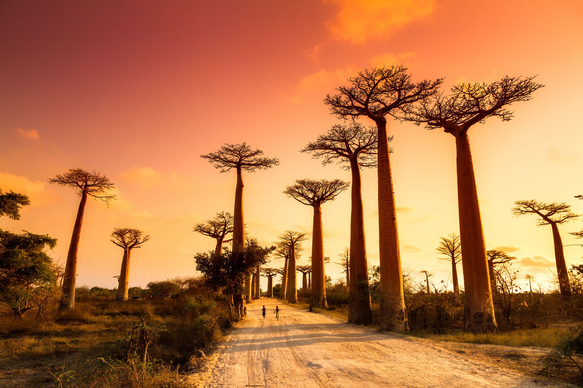 Walk Under Madagascar’s Ancient Baobab Trees