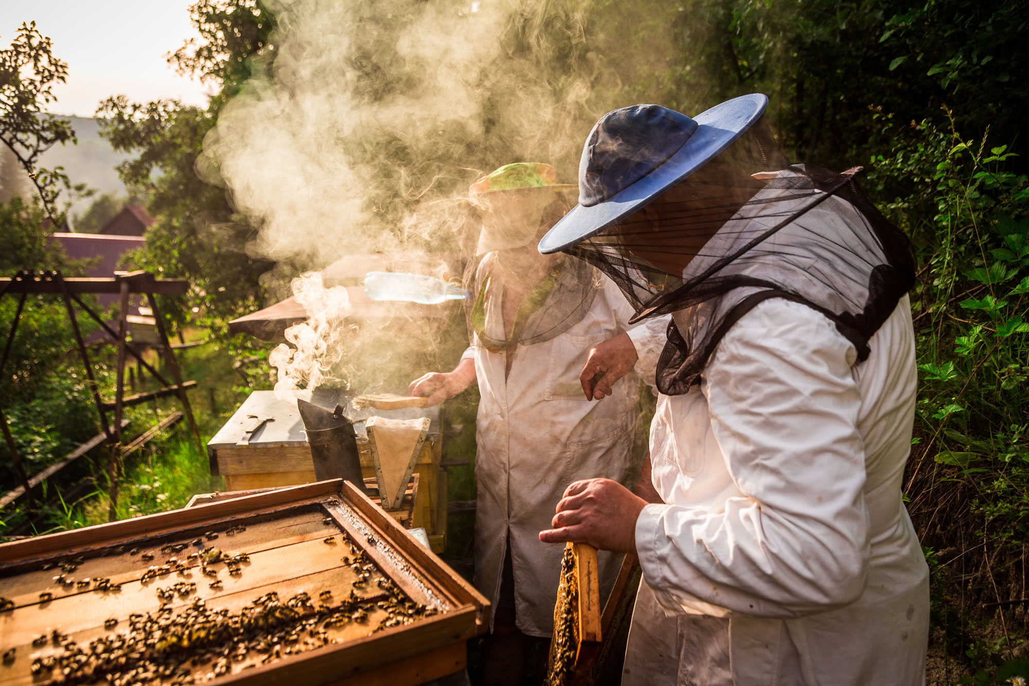Get fresh honey from a beehive
