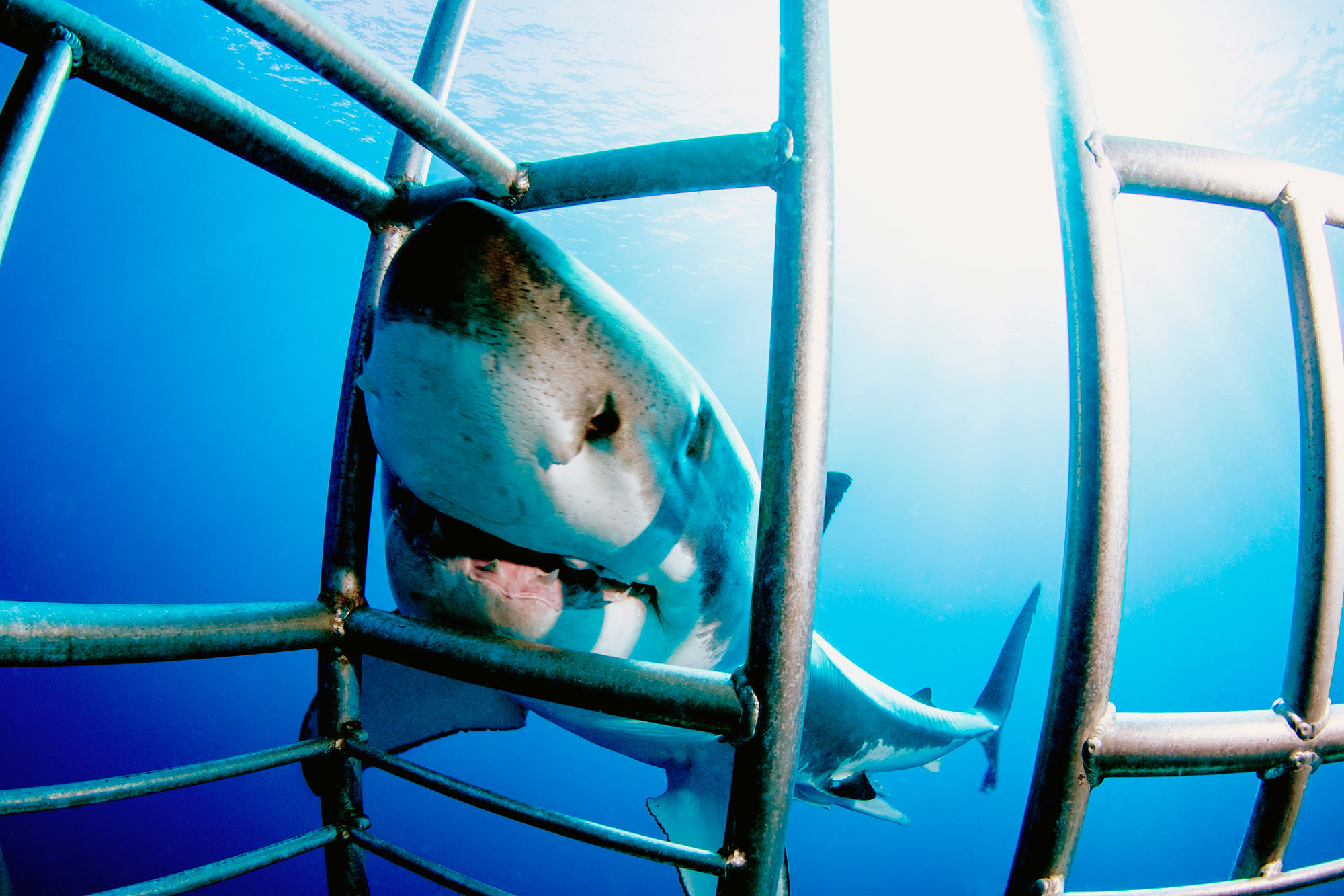 Do a shark cage experience