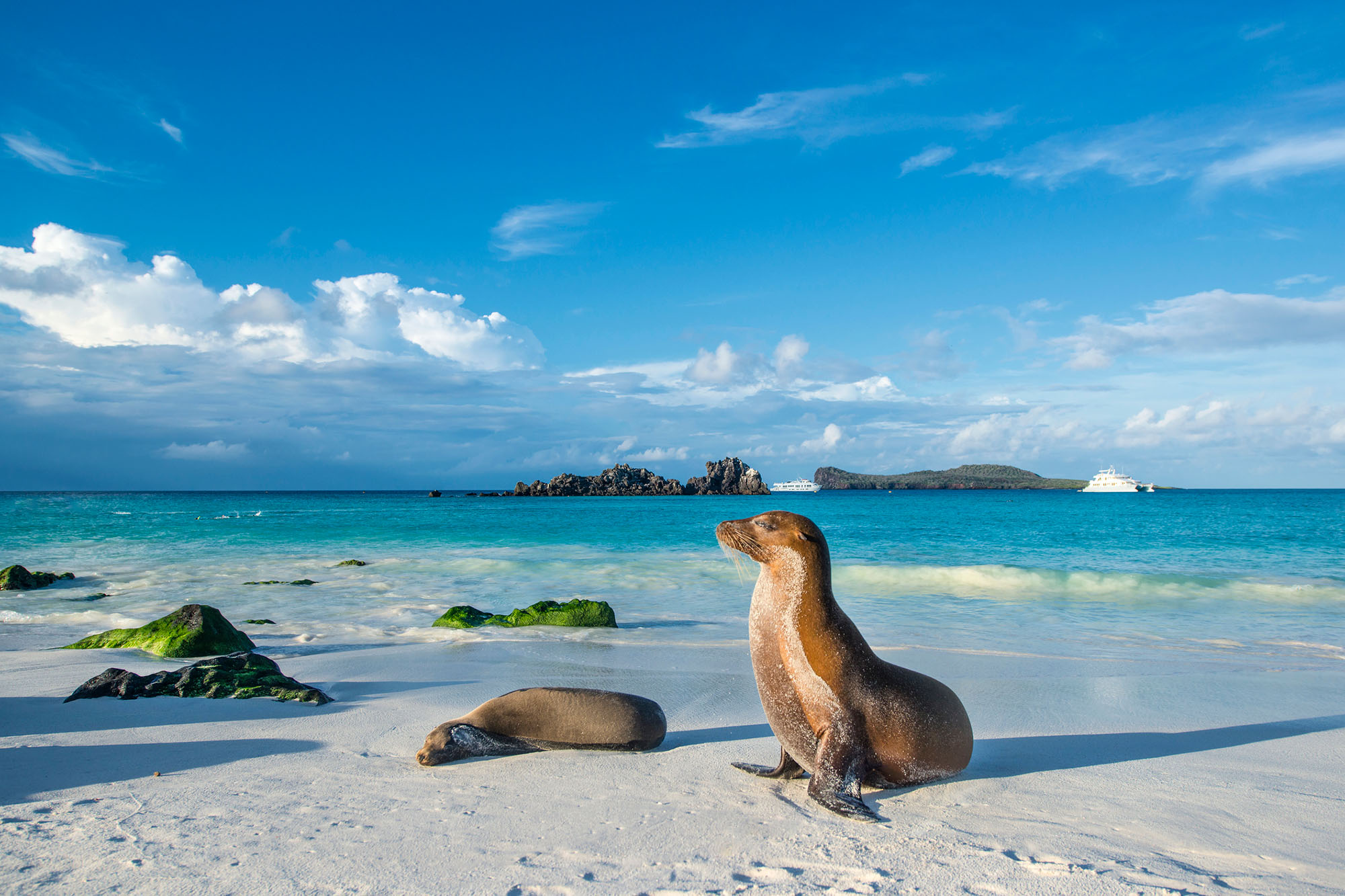 Travel to the Galapagos Islands and Snorkel with Sea Lions