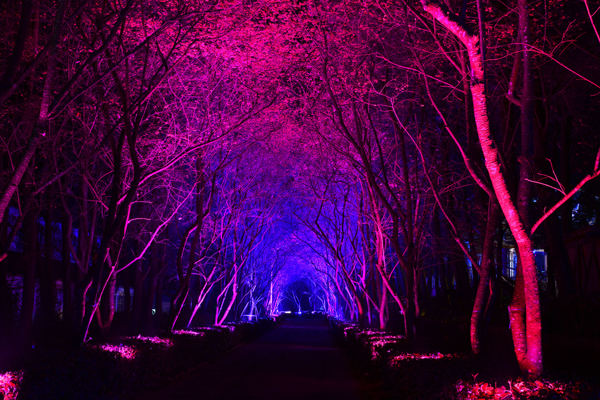 Visit the Illuminated Arboretum