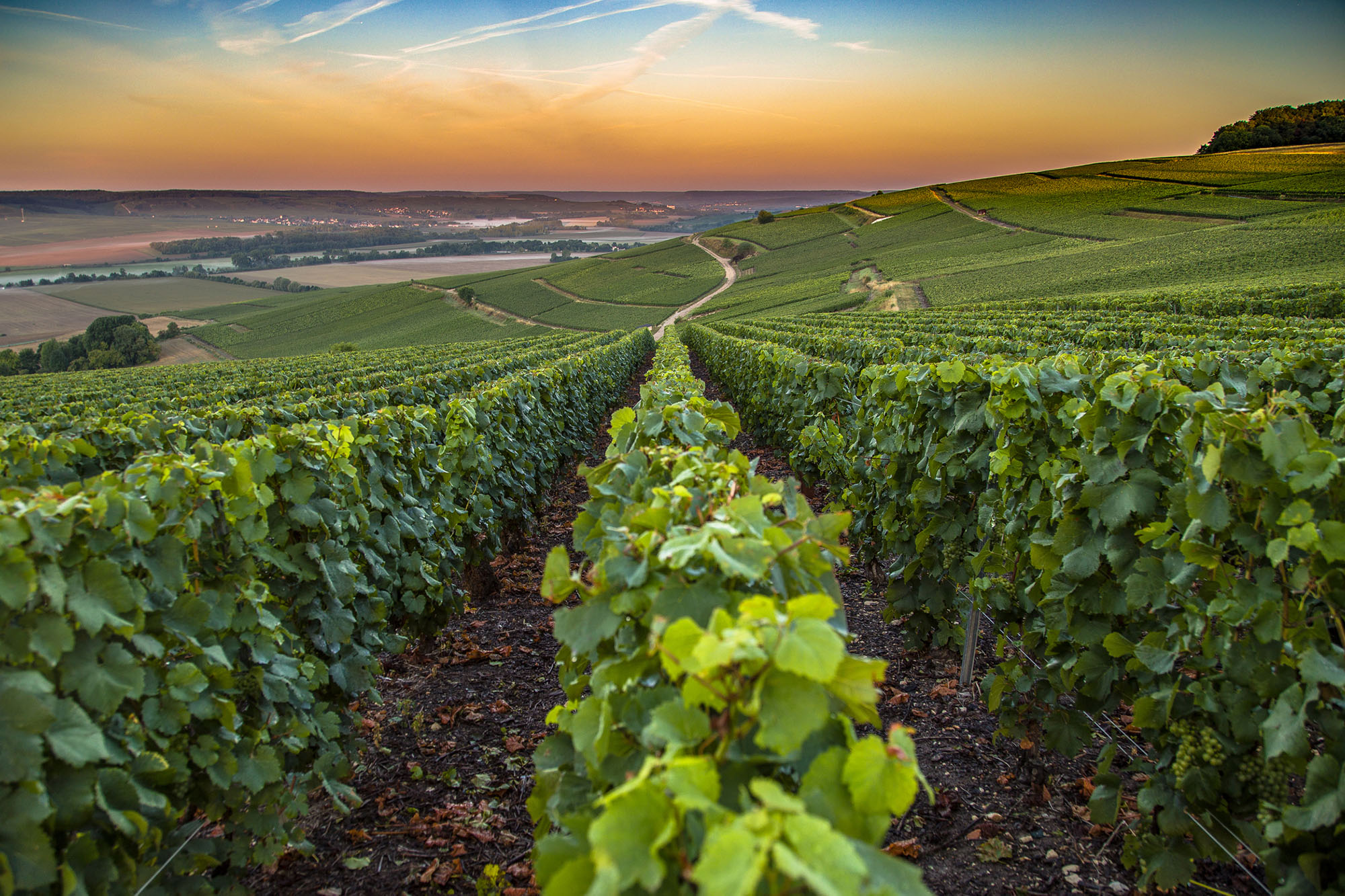 Tour the Wine Regions of France