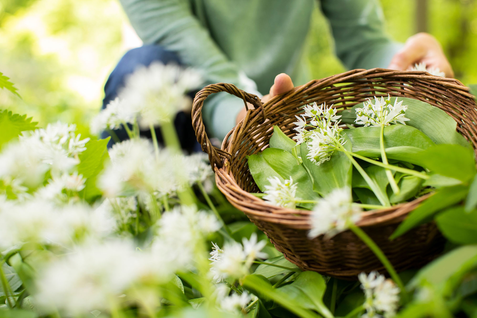 Spend the Day Foraging
